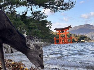 1764916584744 1764916584744