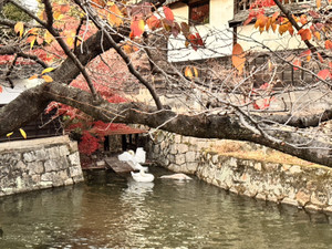 1765069184361 1765069184361